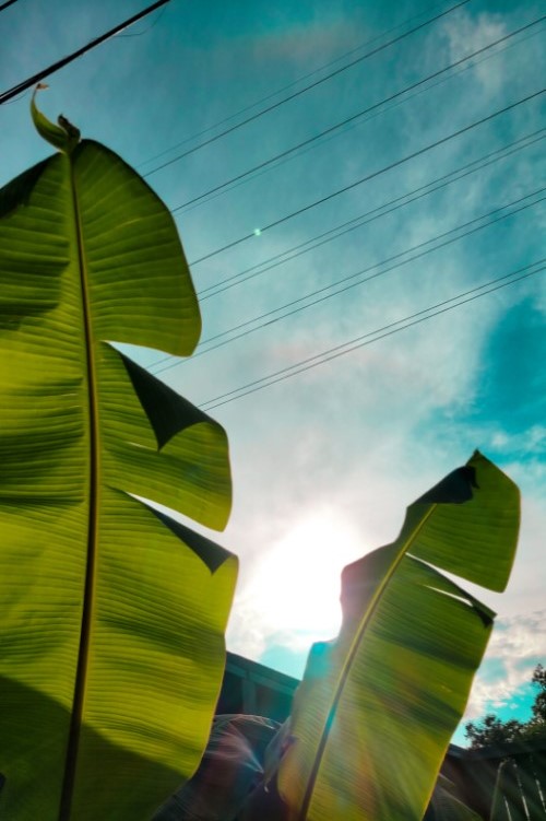 Bayou City Beautiful Backlit Bananas