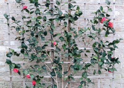 Bayou City Beautiful Espaliered Camellia