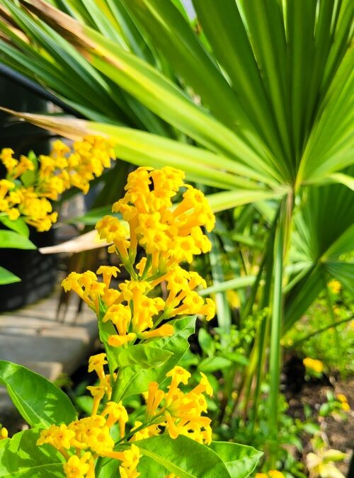 Bayou City Beautiful Golden Cestrum and Texas Sabal