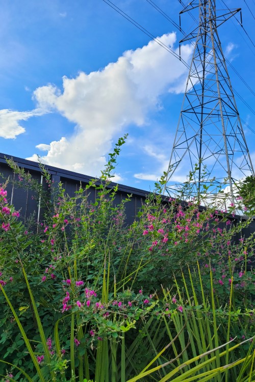 Bayou City Beautiful Lepedeza