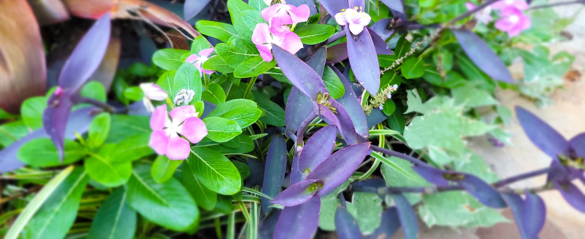 Bayou City Beautiful Vinca and Tradescantia